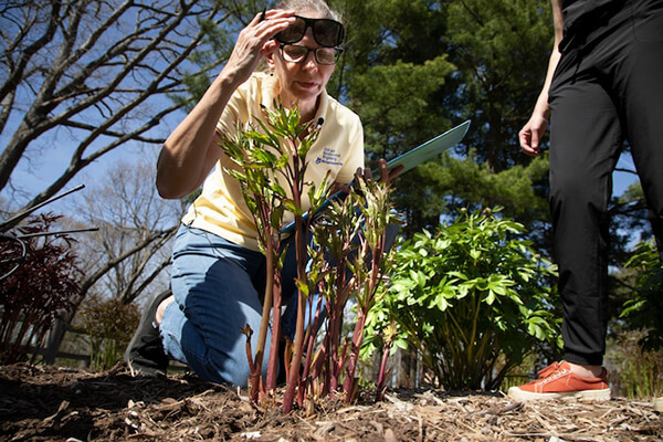 A reseacher examining a peony plant